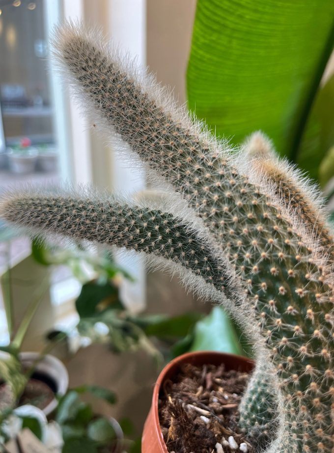 Hildewintera Colademononis monkey tail cactus