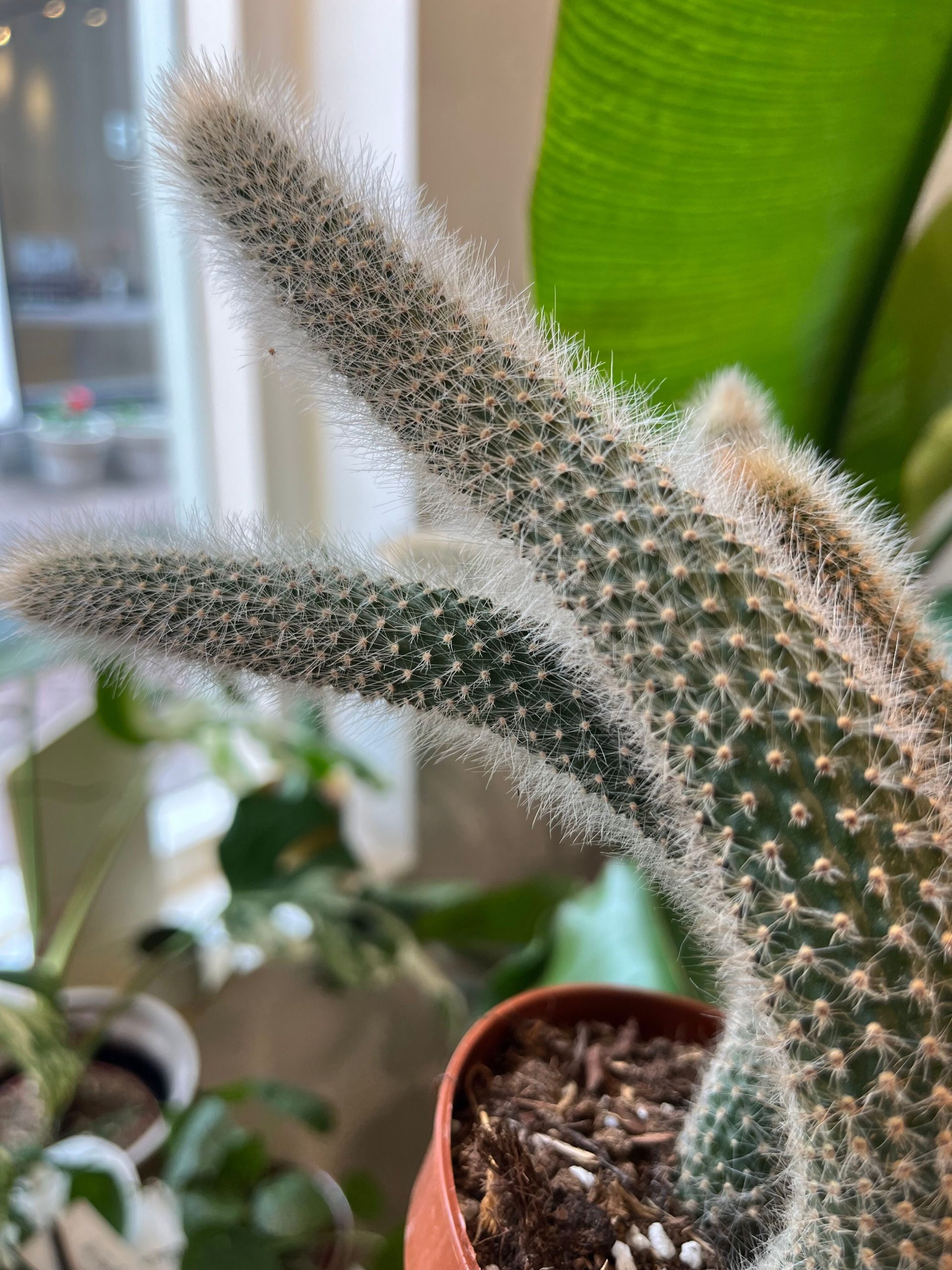 Hildewintera Colademononis monkey tail cactus