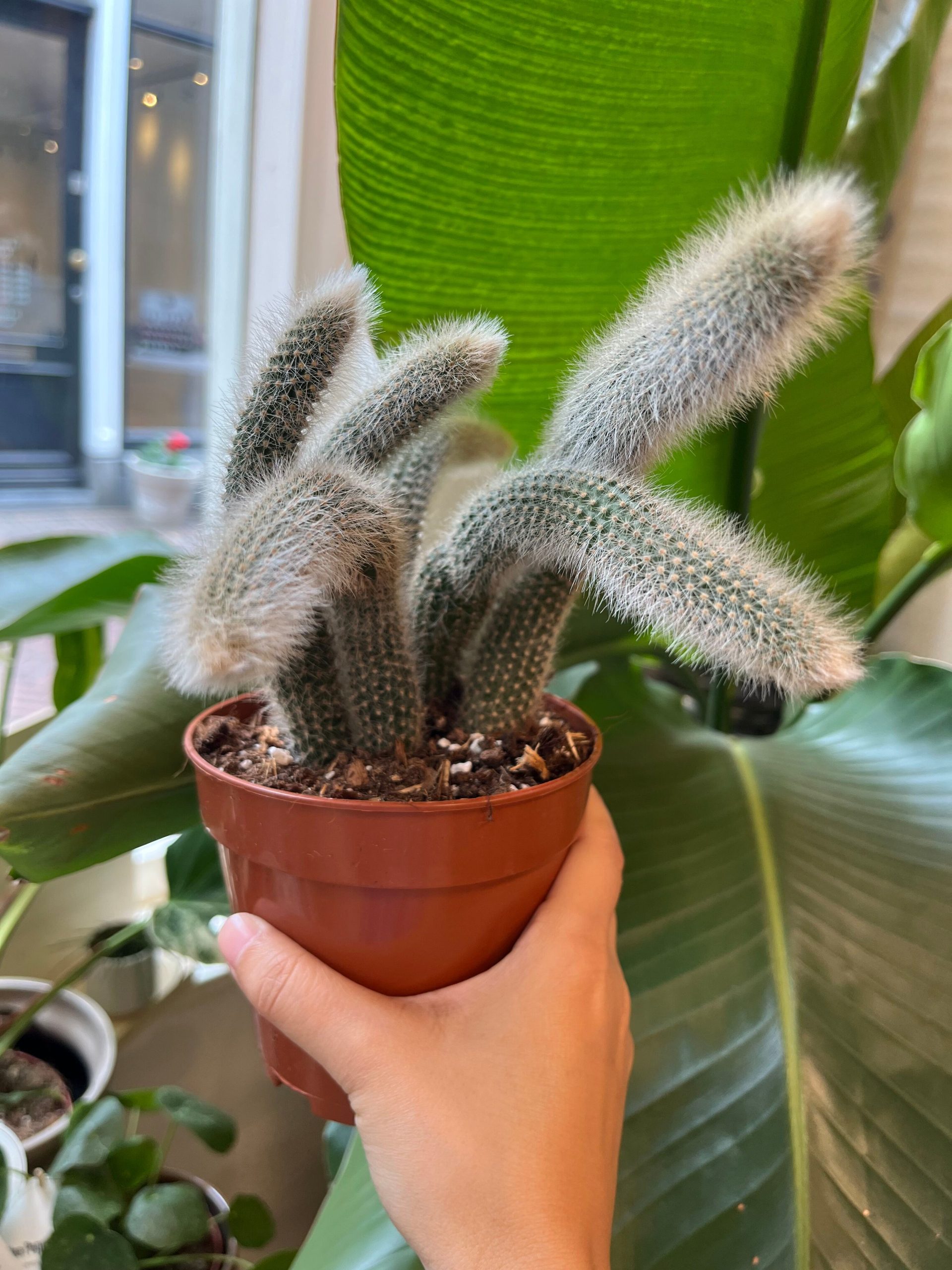 Hildewintera Colademononis monkey tail cactus