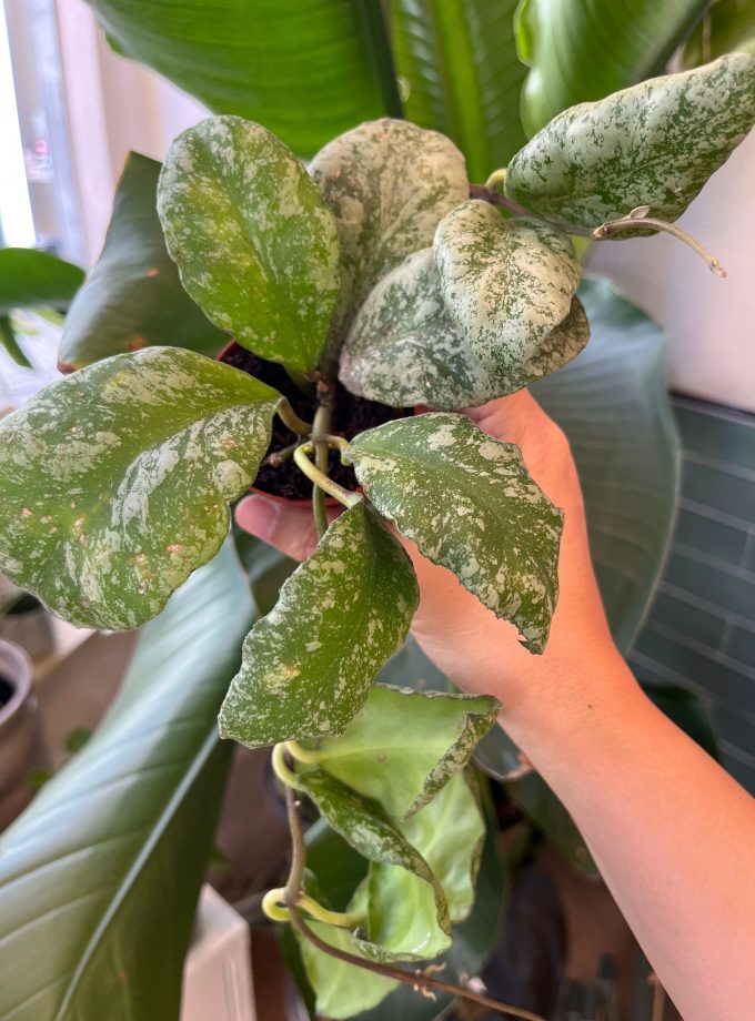 Hoya Waymaniae
