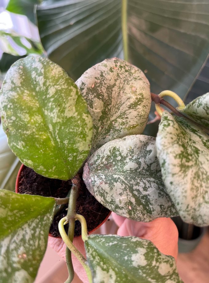 Hoya Waymaniae