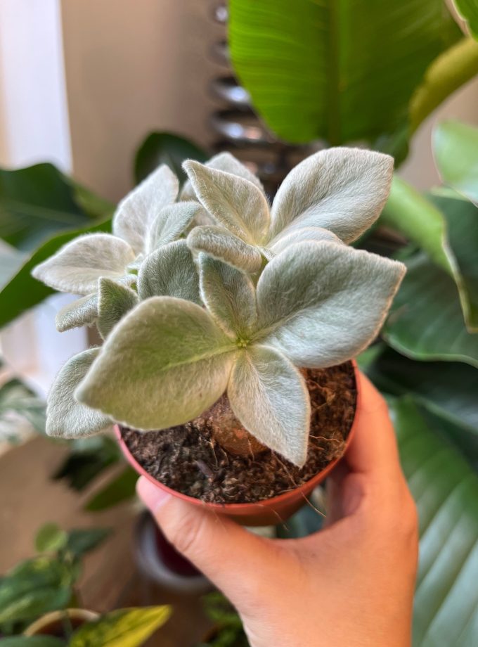 sinningia leucotricha