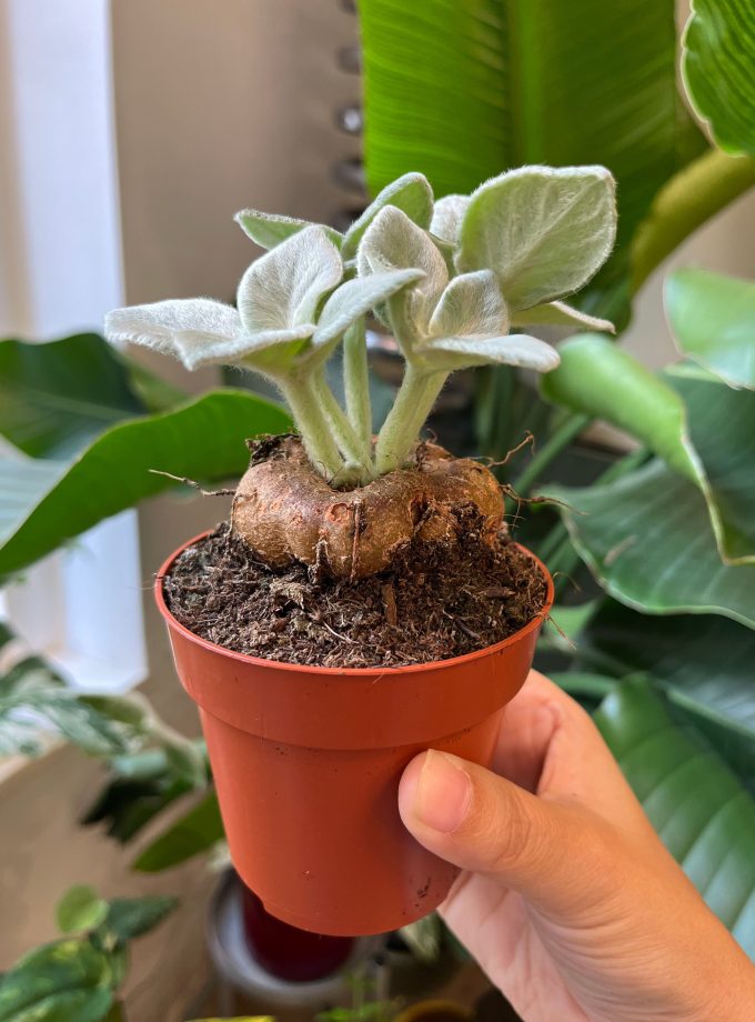 sinningia leucotricha