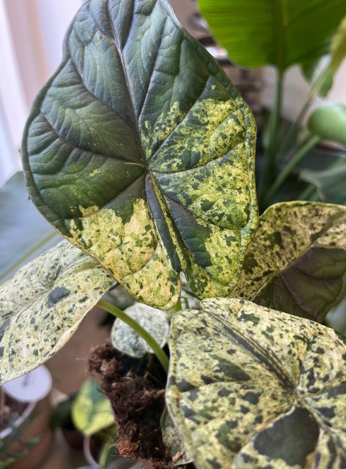 alocasia dragon scale mint