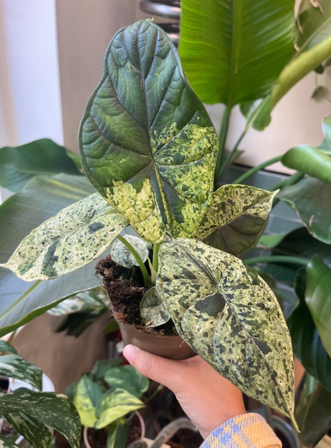 alocasia dragon scale mint